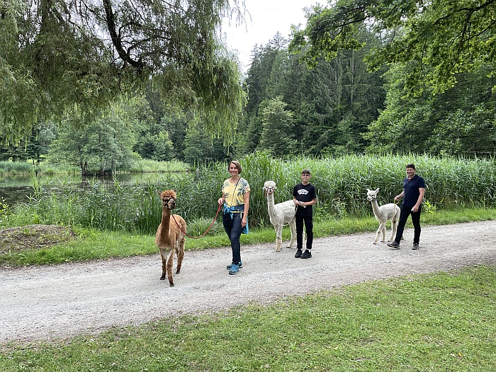 Spaziergang mit Alpakas